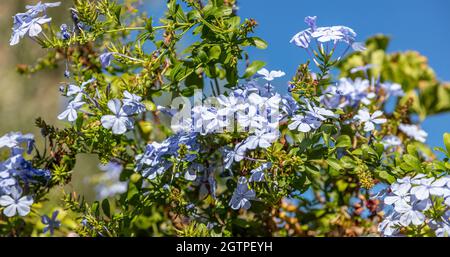 Fioritura blu plumbago auricolata o cape leadwort pianta, cielo sfondo. Colore blu chiaro fiori cespuglio climber Foto Stock