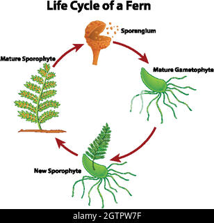 Diagramma che mostra il ciclo di vita della felce Illustrazione Vettoriale