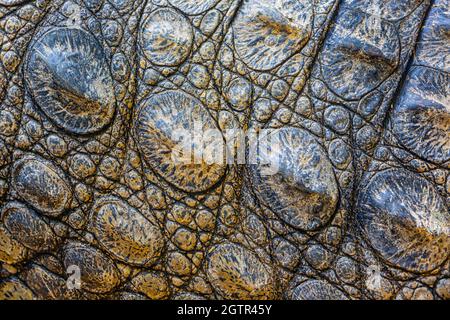 Primo piano della pelle corazzata del coccodrillo nana, noto anche come coccodrillo africano nana, coccodrillo osseo o coccodrillo a snodamento largo. Osteolaemus tetra Foto Stock