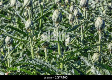 Carciofi che crescono in campo e pronti per la raccolta. Andalusia, Spagna meridionale. Foto Stock