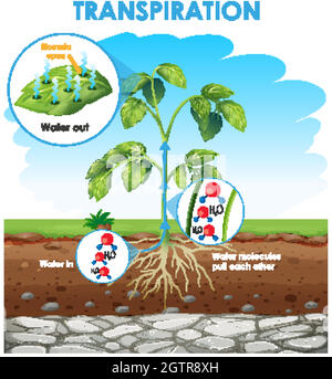 Diagramma che mostra la traspirazione in pianta Illustrazione Vettoriale