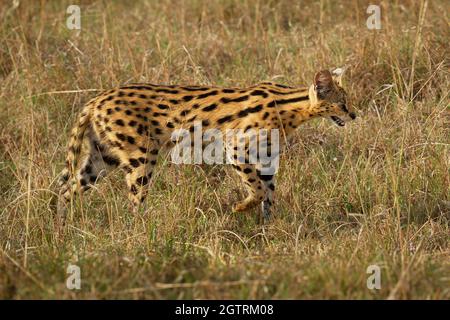 Serval - Leptailurus serval gatto selvatico nativo dell'Africa, raro in Nord Africa e nel Sahel, diffuso nei paesi sub-sahariani, corpo arancione slanciato wi Foto Stock