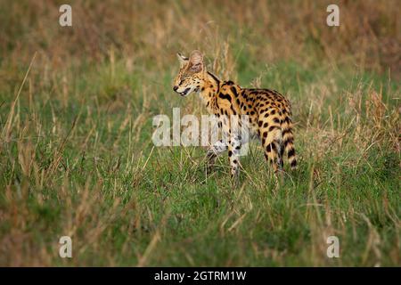 Serval - Leptailurus serval gatto selvatico nativo dell'Africa, raro in Nord Africa e nel Sahel, diffuso nei paesi sub-sahariani, corpo arancione slanciato wi Foto Stock