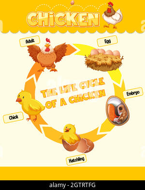 Diagramma che mostra il ciclo di vita del pollo Illustrazione Vettoriale