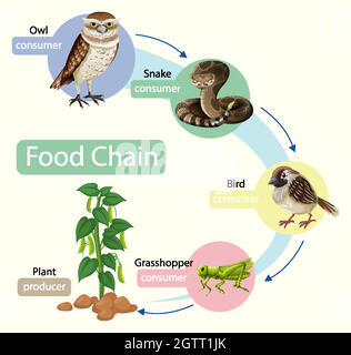 Concetto di diagramma della catena alimentare Illustrazione Vettoriale