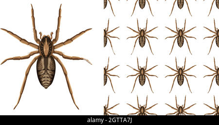 Insetti ragno isolati su sfondo bianco e senza giunture Illustrazione Vettoriale