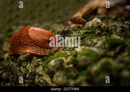 Slug strisciando sulla pietra. Un abbraccio portoghese. Arion lusitanicus in Svizzera. Foto Stock