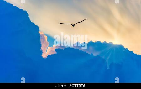 Un unico uccello che vola sopra le nuvole verso la luce dei raggi divini del Sole Foto Stock