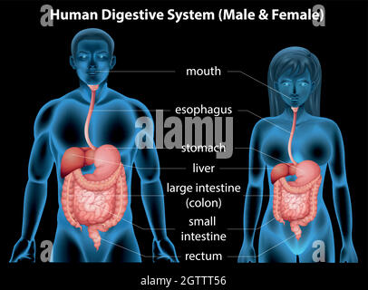 Apparato digestivo umano Illustrazione Vettoriale