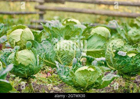 le teste di cavolo verdi maturano nel giardino Foto Stock