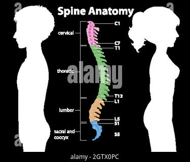 Infografica sull'anatomia della colonna vertebrale o delle curve spinali Illustrazione Vettoriale