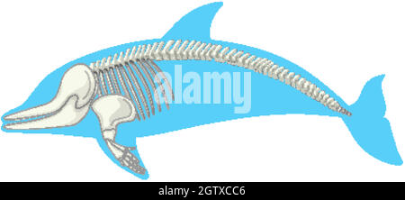 Anatomia scheletrica del delfino isolato su sfondo bianco Illustrazione Vettoriale