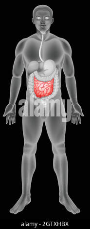 Anatomia dell'intestino tenue Illustrazione Vettoriale