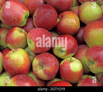 Apple 'Epicure', mele, mangiare le mele, Malus domestica, mangiare sano Foto Stock