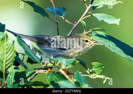 Blackpoll Warbler durante la migrazione autunno Foto Stock