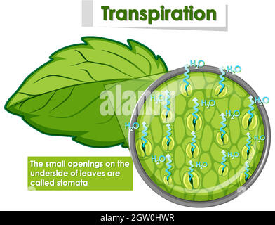 Diagramma che mostra la traspirazione in pianta Illustrazione Vettoriale