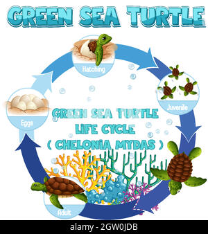 Diagramma che mostra il ciclo di vita della tartaruga Illustrazione Vettoriale