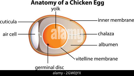 Anatomia di un uovo di pollo Illustrazione Vettoriale