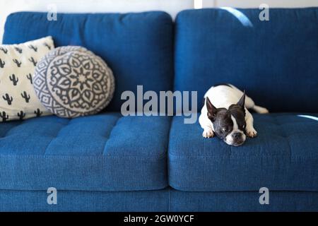 Small Breed Dog on Lounge Foto Stock