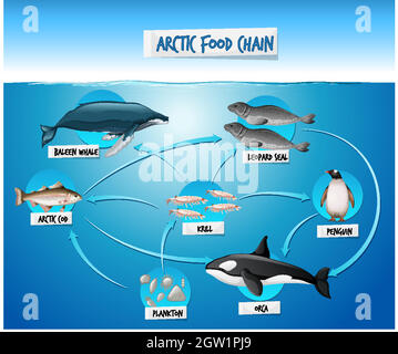 Arctic Food Chain Diagram Concept Illustrazione Vettoriale