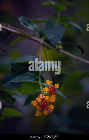 Due Lantana giallo Rosso Camara Fiori in un ramo su fouse. Foglie verdi su sfondo sfocato. Foto Stock