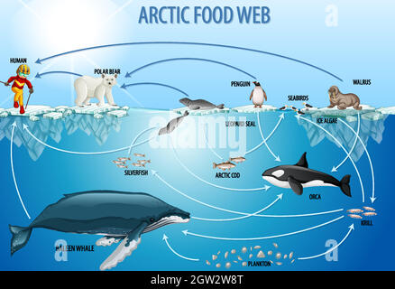 Poster didattico della biologia per diagramma di web alimentari Illustrazione Vettoriale