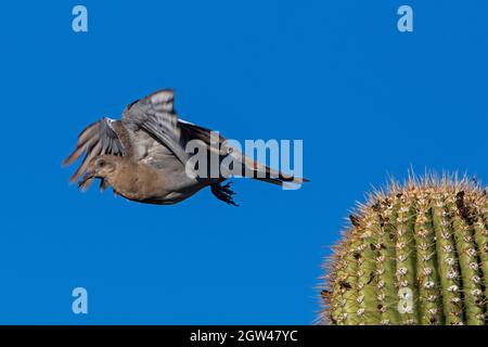 Colomba bianca (Zenaida asiatica), su saguaro cactus, deserto di sonora , Arizona Foto Stock