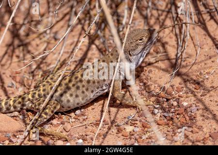 leopardo dal naso lungo Lizard che mangia Plateau Tiger Whiptail, contea di Coconino, Arizona, Stati Uniti. Foto Stock