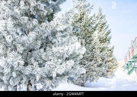 alberi ricoperti di gelo dopo forti gelate, c'è molta neve di fronte alla casa cittadina dopo una nevicata pesante Foto Stock