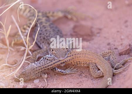 Leopardo dal naso lungo che mangia una coda di tigre di Plateau, canone di marmo, contea di Coconino, Arizona, Stati Uniti d'America. Foto Stock