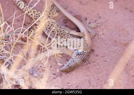 Leopardo dal naso lungo che mangia una coda di tigre di Plateau, canone di marmo, contea di Coconino, Arizona, Stati Uniti d'America. Foto Stock