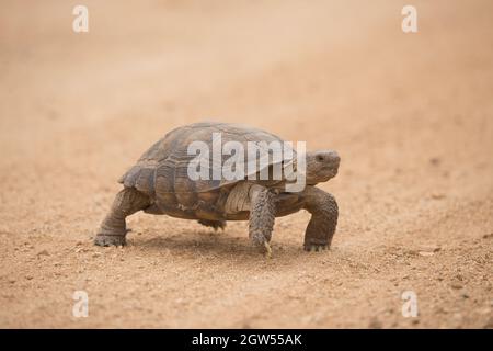Tartaruga del deserto, Gopherus agassizii, strada trasversale, deserto di sonora, Arizona Foto Stock
