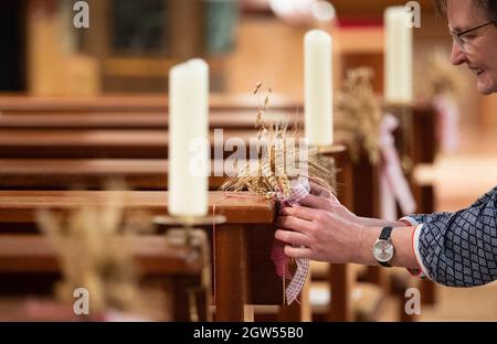 Melle, Germania. 30 settembre 2021. Kornelia Dratmann dell'Ortslandvolk Gesmold decora la Chiesa di San Pietro nel distretto di Gesmold con doni di grano. Sotto il motto "canterò al Signore tutta la mia vita, e loderò il mio Dio fino a quando sarò". (Salmi 104, 33) la Confederazione delle Chiese protestanti della bassa Sassonia e l'industria agricola e alimentare della bassa Sassonia vi invitano alla festa del raccolto. Credit: Friso Gentsch/dpa/Alamy Live News Foto Stock