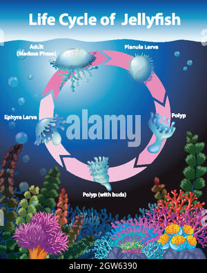 Diagramma che mostra il ciclo di vita della medusa Illustrazione Vettoriale