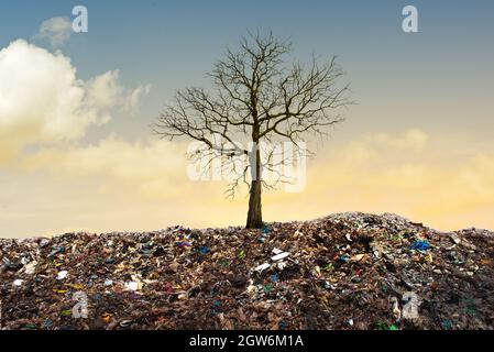 Albero morto a forma di qrcore nel mucchio di rifiuti. Foto Stock