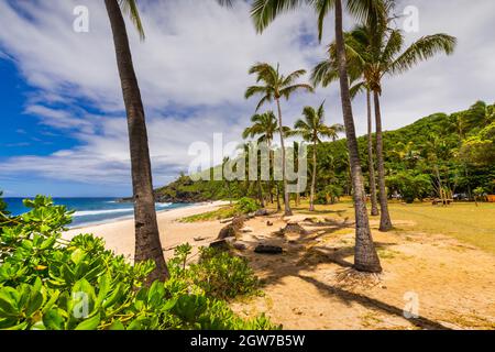 Giornata soleggiata con noce di cocco e sabbia a Grande Anse Beach, Isola di Reunion Foto Stock