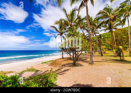 Giornata soleggiata con noce di cocco e sabbia a Grande Anse Beach, Isola di Reunion Foto Stock