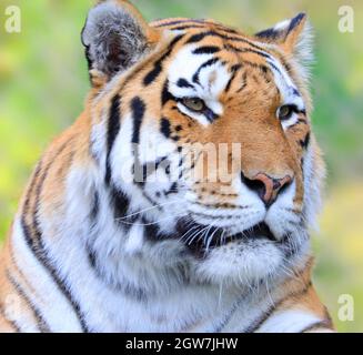 Ritratto della tigre siberiana, noto anche come tigre amur Foto Stock