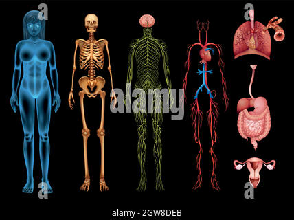 Sistemi del corpo umano Illustrazione Vettoriale