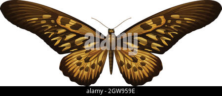 Gigante africano Swallowtail - Papilio antimachus Illustrazione Vettoriale