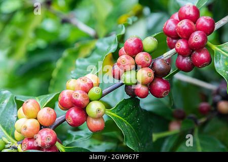 Chicchi di caffè arabica sull'albero della montagna nella fattoria del nord della Thailandia Foto Stock