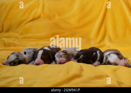 Cucciolata di neonati adorabili cuccioli di pastore australiano su morbida coperta gialla. Aussie cinque bambini sono stesi insieme e dormono, vista laterale. Puppie Foto Stock