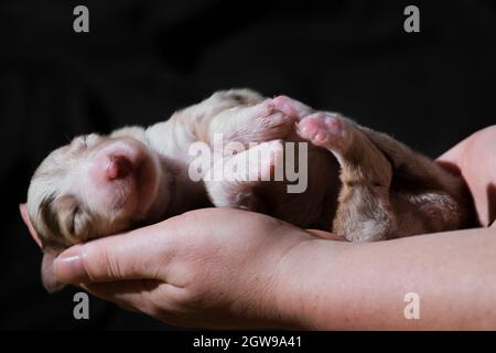 Tenere in mano il neonato cucciolo rosso merle australiano. Australian Shepherd dorme in palme da donna su sfondo nero minimalista neutro. Un novello di purosangue Foto Stock