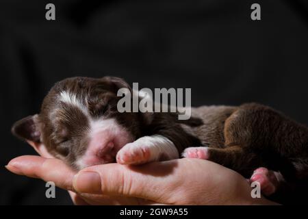 Un cane neonato purosangue. Tenere in mano il cucciolo australiano rosso tricolore. Australian Shepherd dorme nelle palme da donna su nero neutro minimalista Foto Stock