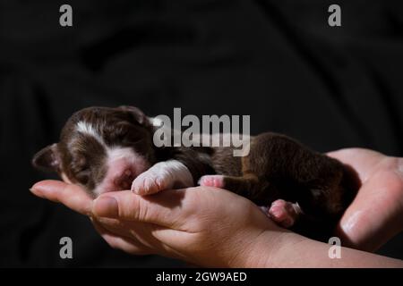Un cane neonato purosangue. Tenere in mano il cucciolo australiano rosso tricolore. Australian Shepherd dorme nelle palme da donna su nero neutro minimalista Foto Stock