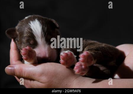 Un cane neonato purosangue. Tenere in mano il cucciolo australiano rosso tricolore. Australian Shepherd dorme nelle palme da donna su nero neutro minimalista Foto Stock