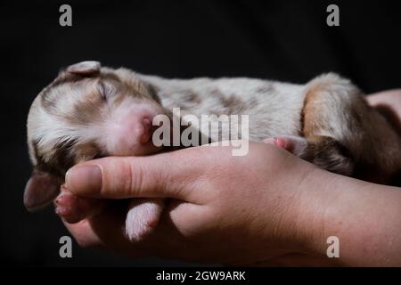 Tenere in mano il neonato cucciolo rosso merle australiano. Australian Shepherd dorme in palme da donna su sfondo nero minimalista neutro. Un novello di purosangue Foto Stock