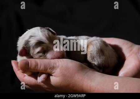 Tenere in mano il neonato cucciolo rosso merle australiano. Australian Shepherd dorme in palme da donna su sfondo nero minimalista neutro. Un novello di purosangue Foto Stock