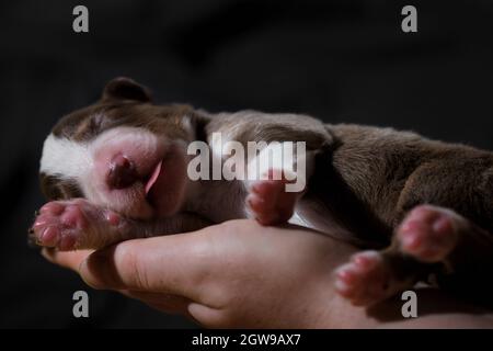 Un cane neonato purosangue. Tenere in mano il cucciolo australiano rosso tricolore. Australian Shepherd dorme nelle palme da donna su nero neutro minimalista Foto Stock
