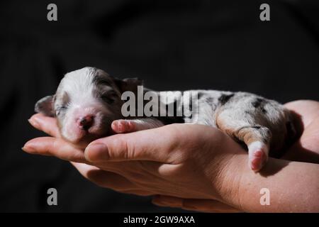 Tenere in mano il cucciolo australiano blu merle. Australian Shepherd dorme in palme da donna su sfondo nero minimalista neutro. Un purosangue nuovo Foto Stock